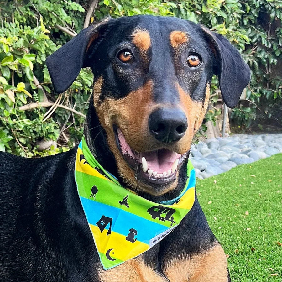 Metro Paws Adventure Box®